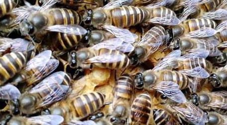 蜜蜂是怎么修筑蜂巢的（蜜蜂是怎样建巢的）