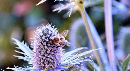 蜜蜂一年四季都产蜜吗（蜜蜂一年四季会做什么）
