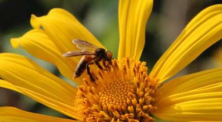 小蜜蜂和大蜜蜂的区别 小蜜蜂和大黄蜂的区别