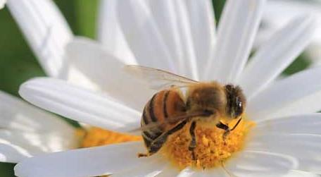 蜜蜂采的是花蜜还是花粉（蜜蜂是采花粉还是花蜜来酿造蜂蜜?）