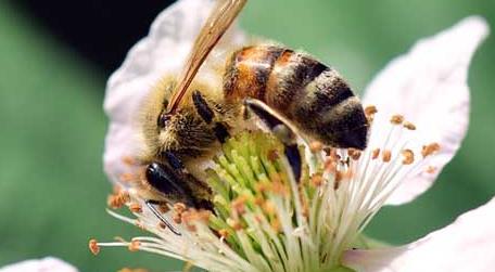 蜜蜂酿蜂蜜是为了什么 蜜蜂酿蜜是为了什么?