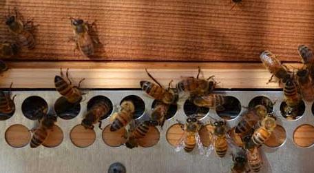蜜蜂立秋前后几天秋繁 蜜蜂秋繁起止时间及繁蜂技巧