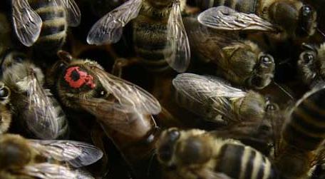 黑蜂是什么蜂 蜂群里的黑蜂是什么蜂