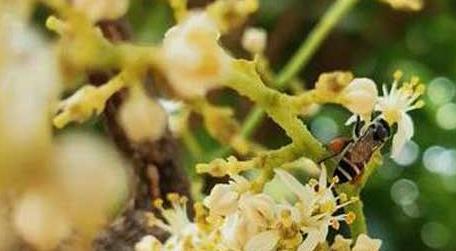 黑小蜜蜂的特点有哪些（小蜜蜂和黑小蜜蜂）