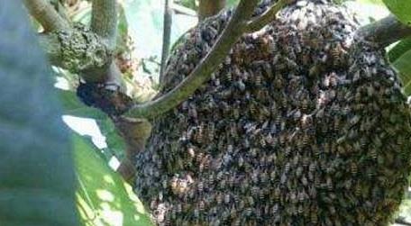 黑小蜜蜂能人工养殖吗（为什么黑大蜜蜂没有人工饲养）