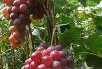 葡萄施用钾肥的重要性及其技术 葡萄施用钾肥的重要性及其技术要求