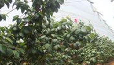 樱桃施肥管理须知－秋施基肥是关键 樱桃秋施基肥方法
