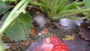草莓灰霉病用什么特效药？ 草莓灰霉病用什么药效果好