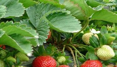 草莓白粉病有什么防治方法 草莓白粉病的防治方法