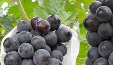 夏黑葡萄原产地是哪里？ 夏黑葡萄是什么品种