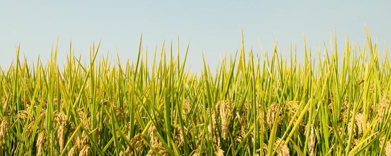 粳稻适宜的种植海拔上限是多少 粳稻高产栽培技术