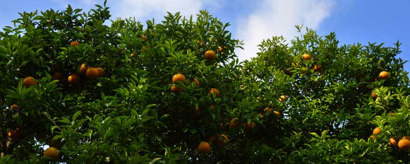 水分和温度哪个对柑橘影响大（水分是影响柑橘栽培分布的主要因素）