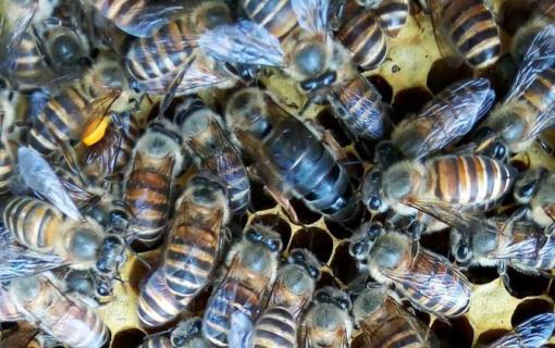 蜜蜂是怎么当上蜂王的 蜜蜂怎么成为蜂后