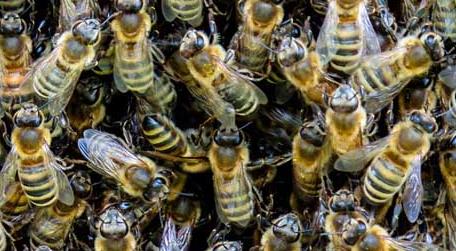蜜蜂科学养殖技术 蜜蜂养殖的技术