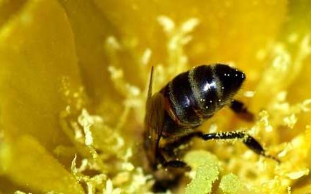 黑小蜜蜂 黑小蜜蜂有毒吗