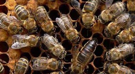 东北黑蜂高效养殖技术 东北黑蜂养殖讲座