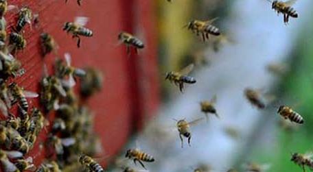 蜜蜂养殖的基本知识 关于蜜蜂的养殖知识
