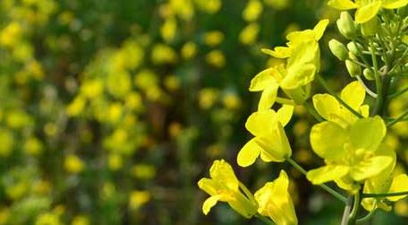 蜜源植物种类及图片大全（蜜源草本植物）