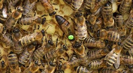 怎样从蜂团中找到蜂王 在蜂团中怎么样捕捉蜂王