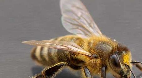 中蜂和意蜂混养的坏处