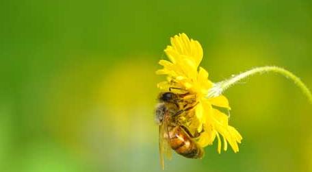 蜜蜂的生活环境特性 蜜蜂的生活环境和形态特征