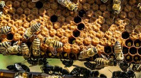 初学养蜂要了解哪些养蜂知识 养蜂的初步知识