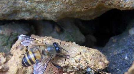 石洞里的野生蜜蜂如何收捕（想要收捕石洞、树洞的野蜜蜂,那就要这个方法吧!）