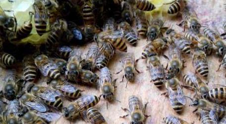 中蜂一年自然分蜂几次 中蜂几月份自然分蜂