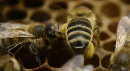 新手要了解哪些养蜂知识 养蜂必备小知识