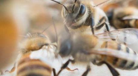 养蜂初学者该怎么做 请问新手养蜂怎么做?