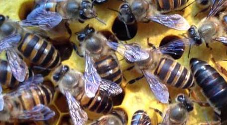 蜜蜂什么时候繁殖速度快 蜜蜂繁殖期