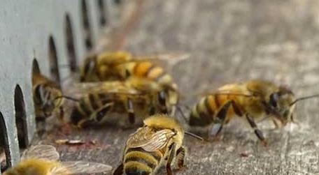 蜜蜂养殖技术及注意事项 蜜蜂的养殖技术和方法