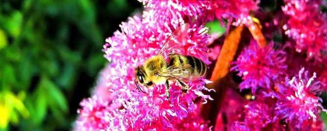 蜜蜂是不是都能采花酿蜜 蜜蜂采花蜜吗