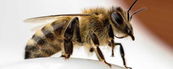 蜜蜂是昆虫类还是动物类 蜜蜂是野生动物还是昆虫类?