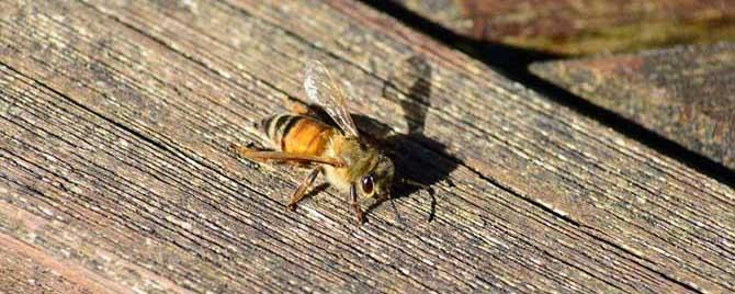 蜜蜂和马蜂有什么区别 马蜂与蜜蜂的区别