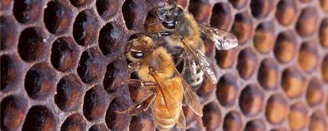 蜜蜂是用什么修筑蜂巢的（蜜蜂是怎么筑蜂巢的）