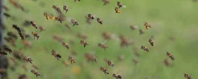 蜜蜂为什么能找到回家的路（蜜蜂为什么能找到回家的路查找资料把了解到的记下来）