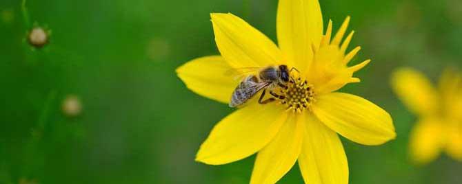 蜜蜂属于益虫还是害虫 蜜蜂是益虫还是害虫