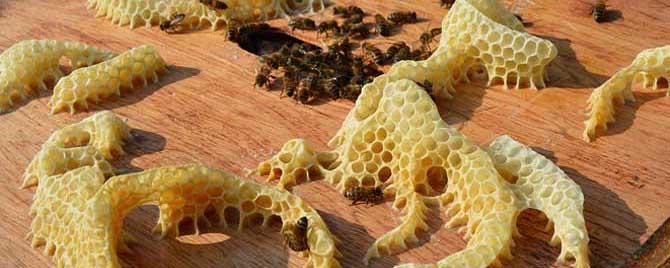 蜜蜂为什么要修筑蜂巢 蜜蜂一般会把巢建在哪里