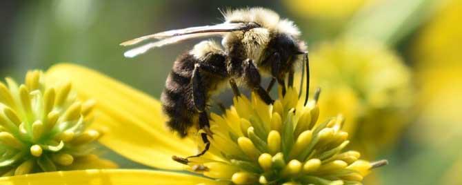 蜜蜂是怎么采花粉和花蜜的 蜂蜜是蜜蜂采的花粉吗
