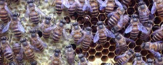 蜂王藏在蜂群什么位置（在蜜蜂群里怎样找出蜂王）