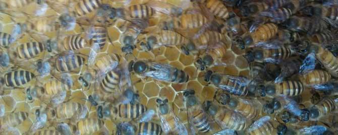 蜂王和工蜂是什么性别（蜜蜂中的蜂王和工蜂分别是什么性别?）