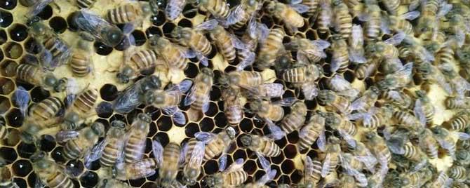 蜜蜂为什么要听蜂王的（蜂王靠什么控制蜜蜂）