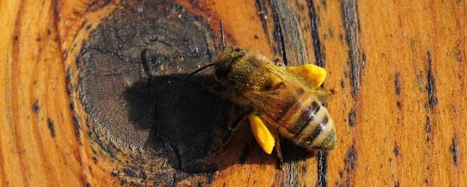工蜂是几倍体的生物 蜜蜂是二倍体生物吗