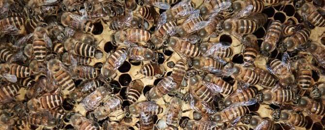 工蜂真的能繁殖后代吗（工蜂能产卵吗）