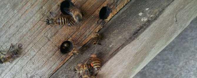 工蜂产的雄蜂能交尾吗（蜜蜂产雄蜂了会分蜂吗）