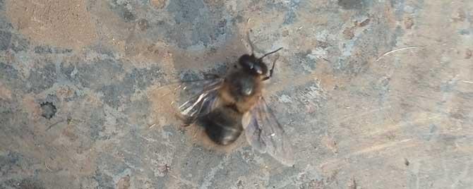 雄蜂在蜂群中有什么作用（雄蜂在蜂群中起什么作用）