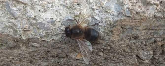雄蜂是长什么样子的 雄蜂的外形特点