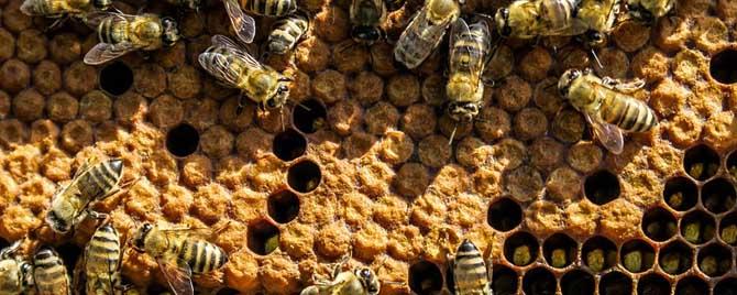 蜂群有雄蜂是不是要分蜂（蜂箱里有雄蜂是要分蜂吗）