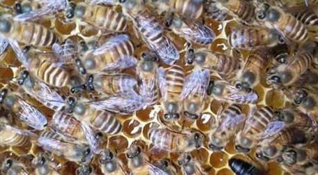 蜂太少如何快速繁殖起来 蜂太少如何快速繁殖秋